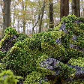 3D model Moss 7 Species and Stones - PBR Asset Kit